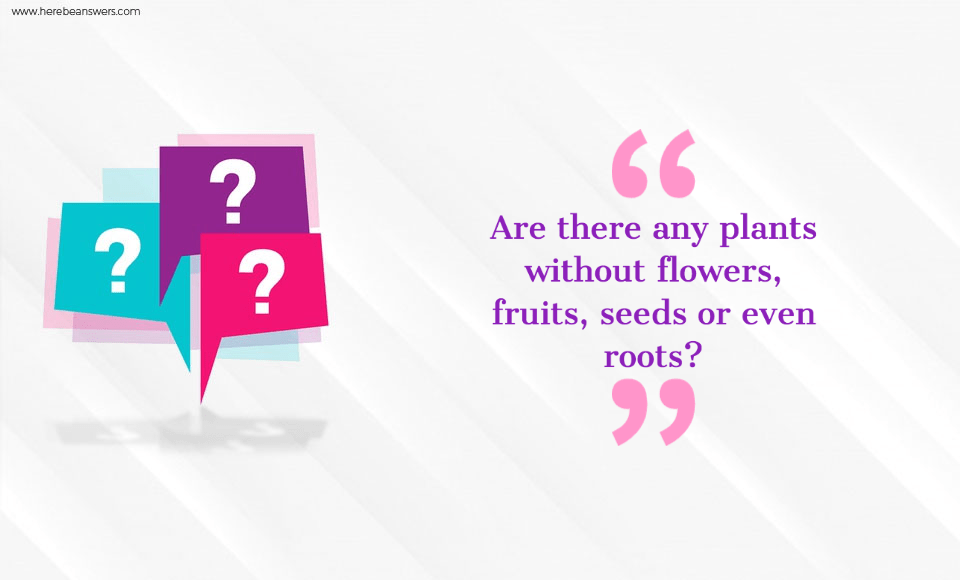 Are there any plants without flowers, fruits, seeds, or even roots?