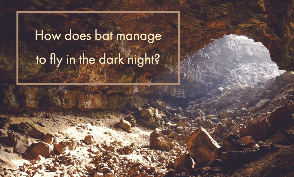 How does bat manage to fly in the dark?
