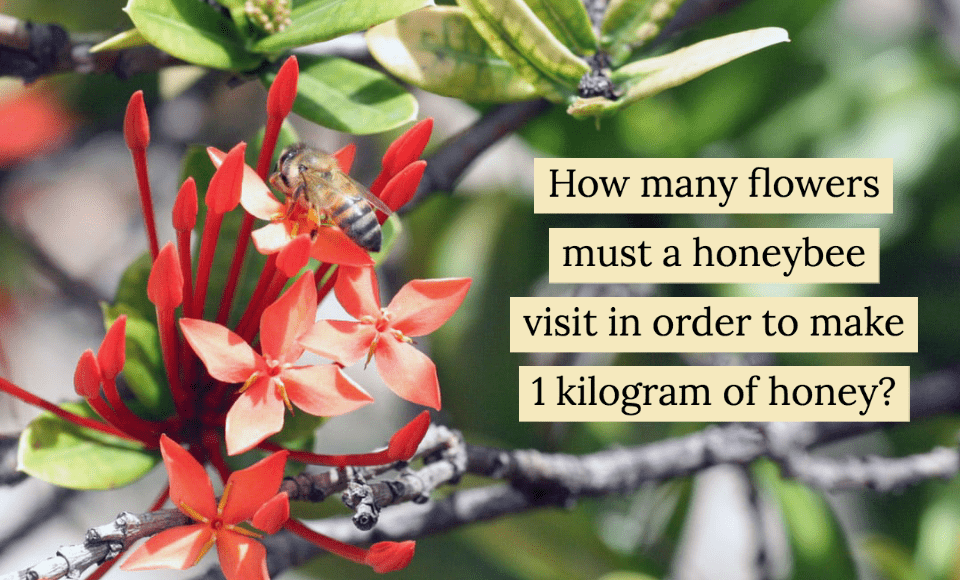 How many flowers must a honeybee visit in order to make 1 kilogram of honey