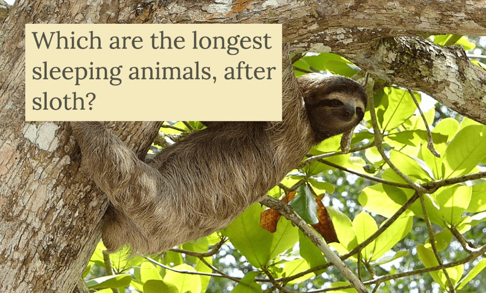 Which are the longest sleeping animals after sloth