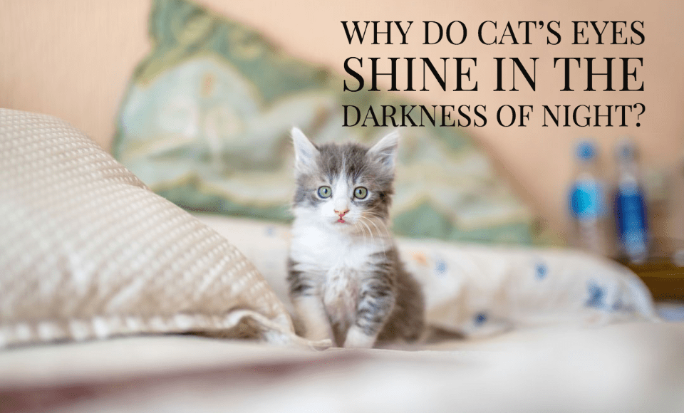 Why do cat's eyes shine in the darkness of night