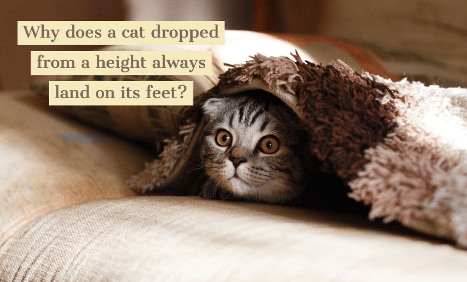 Why does a cat dropped from a height always land on its feet