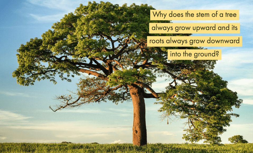 Why does the stem of a tree always grow upward and its roots always grow downward into the ground