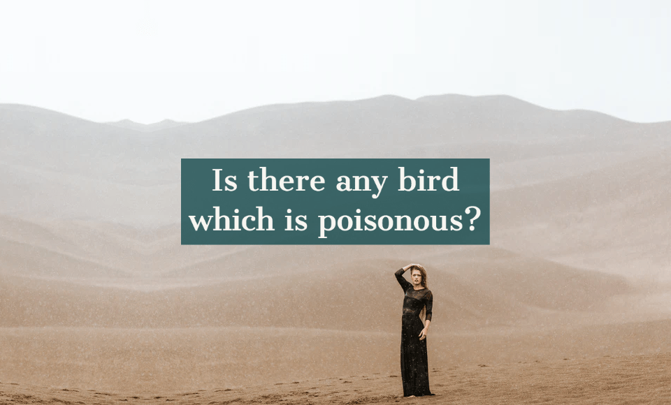 Is there any bird which is poisonous?
