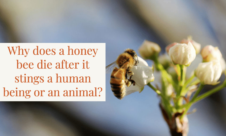 Why does a honey bee die after it stings a human being or an animal