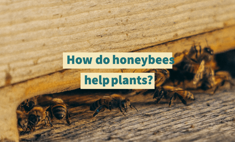 How do honeybees help plants?