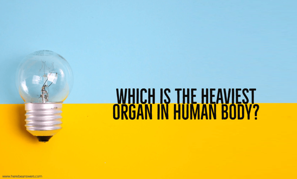 Which is the heaviest organ in human body