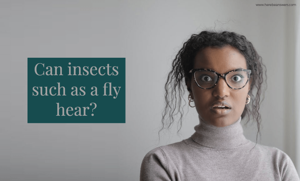Can insects such as a fly hear