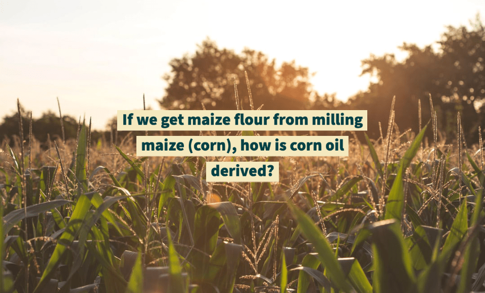 If we get maize flour from milling maize (corn), how is corn oil derived
