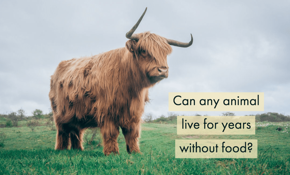 Can any animal live for years without food?