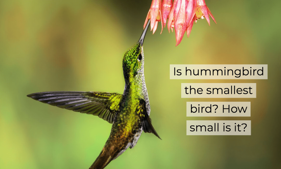 Is hummingbird the smallest bird? How small is it?
