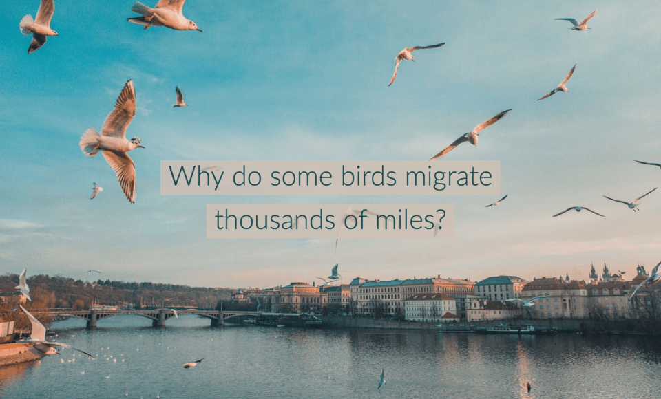 Why do some birds migrate thousands of miles