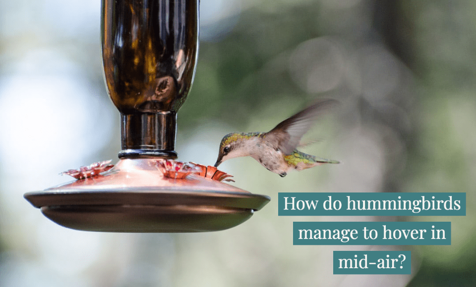 How do hummingbirds manage to hover in mid air