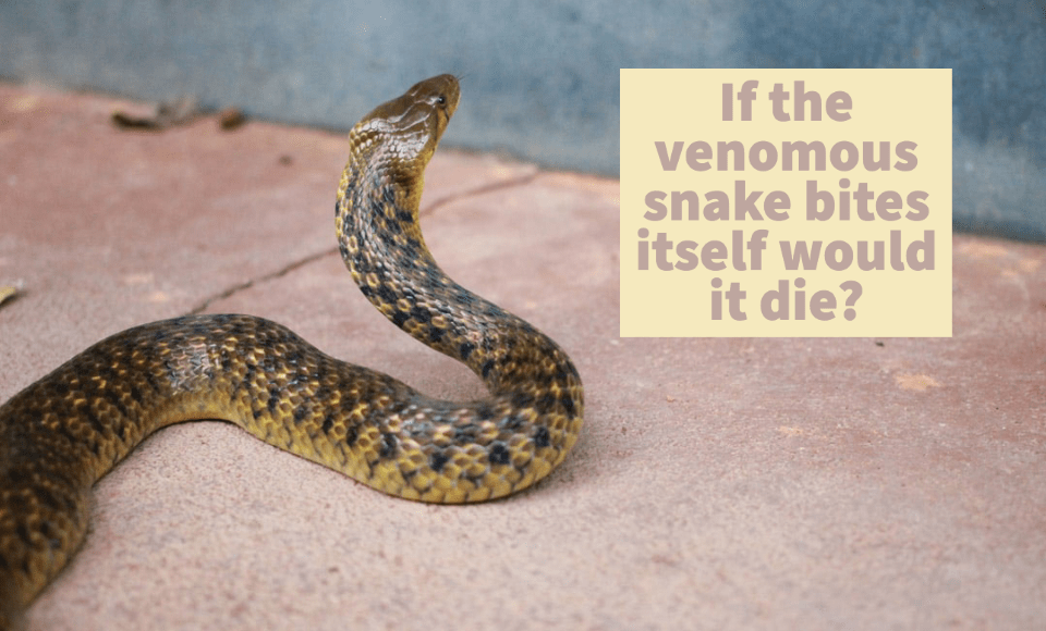 If the venomous snake bites itself would it die