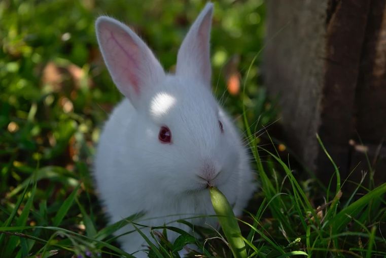 Albino rabbit, eating grass