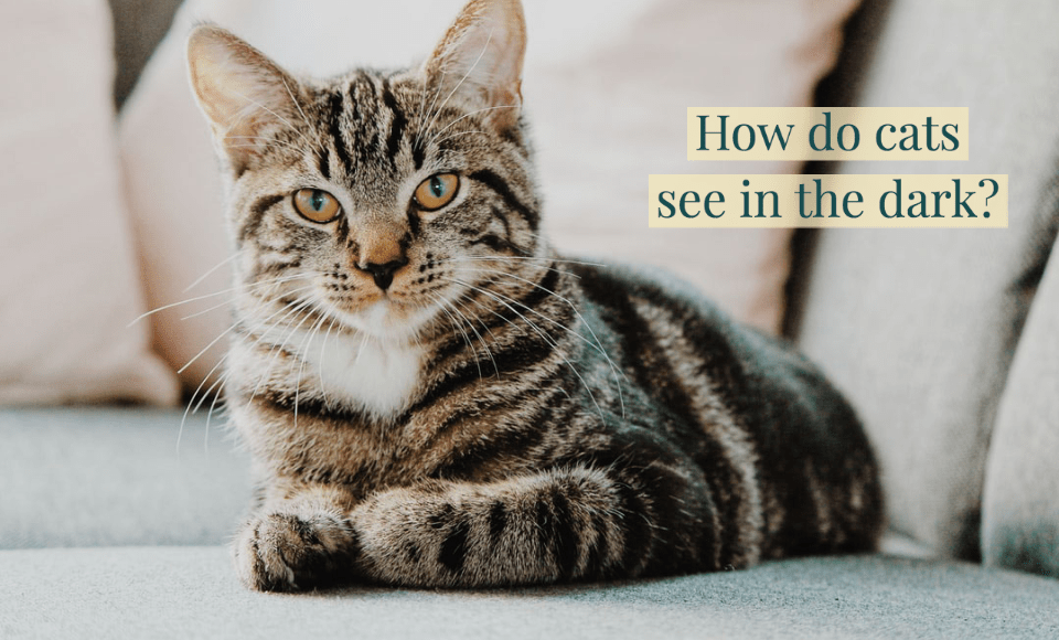 How do cats see in the dark