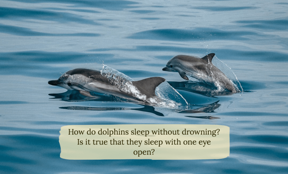 How do dolphins sleep without drowning Is it true that they sleep with one eye open