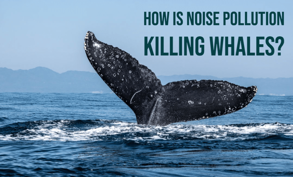How is noise pollution killing whales