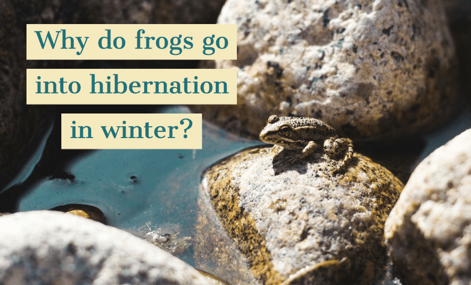 Why do frogs go into hibernation in winter
