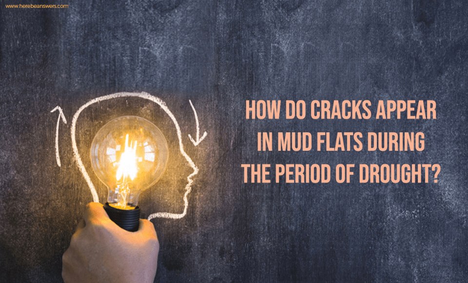 How do cracks appear in mud flats during the period of drought
