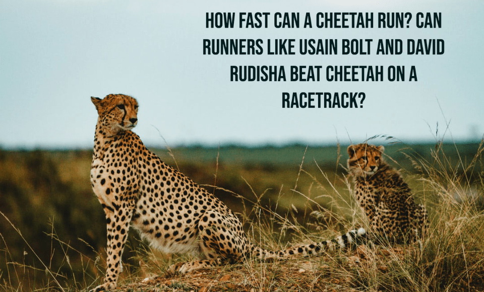 How fast can a cheetah run Can runners like Usain Bolt and David Rudisha beat cheetah on a racetrack