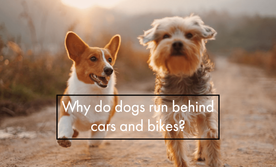 Why do dogs run behind cars and bikes