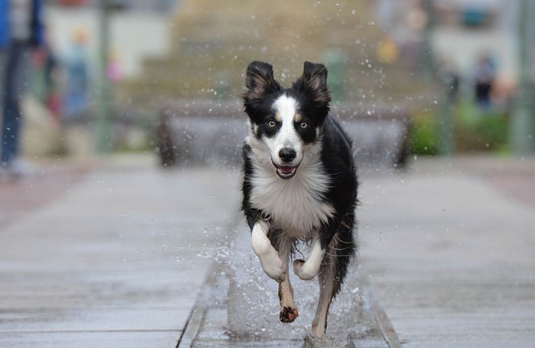a border collie dog running on a wet street