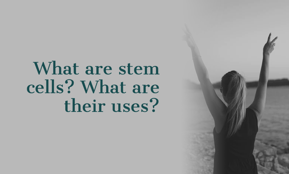 What are stem cells What are their uses