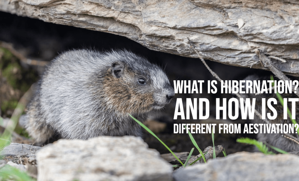 What is hibernation And how is it different from aestivation