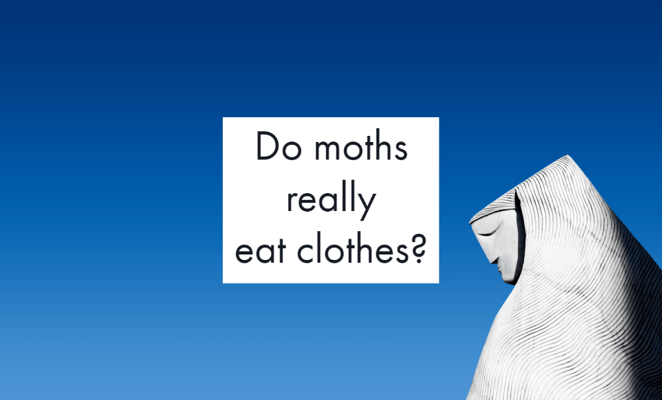 Do moths really eat clothes?