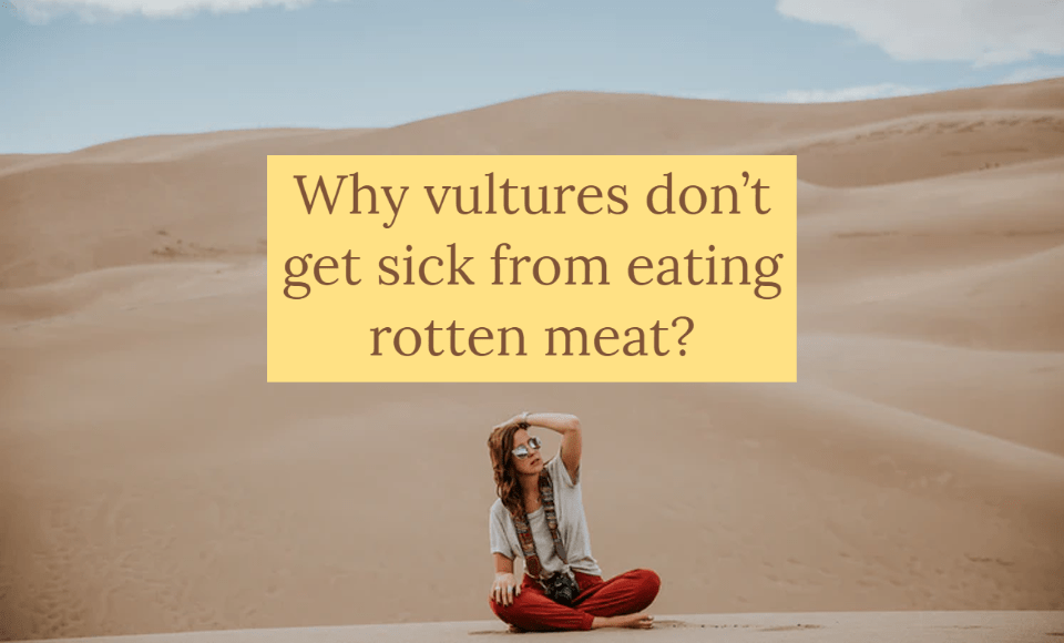 Why vultures don't get sick from eating rotten meat
