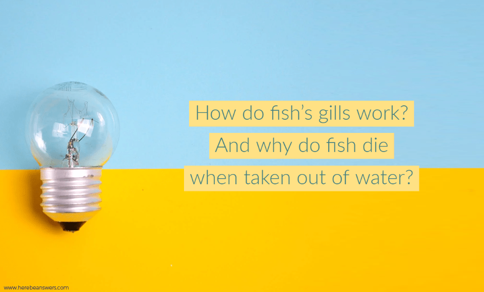 How do fish's gills work? And why do fish die when taken out of water?