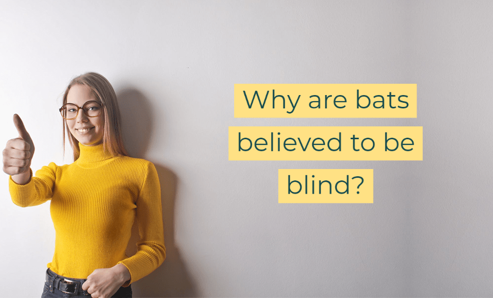 Why are bats believed to be blind?