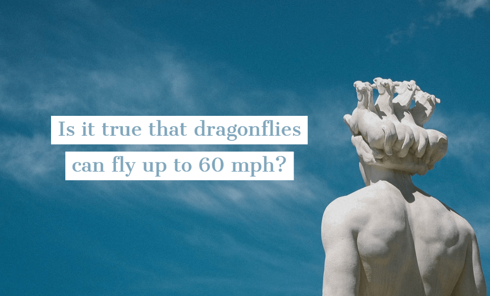 Is it true that dragonflies can fly up to 60 mph?