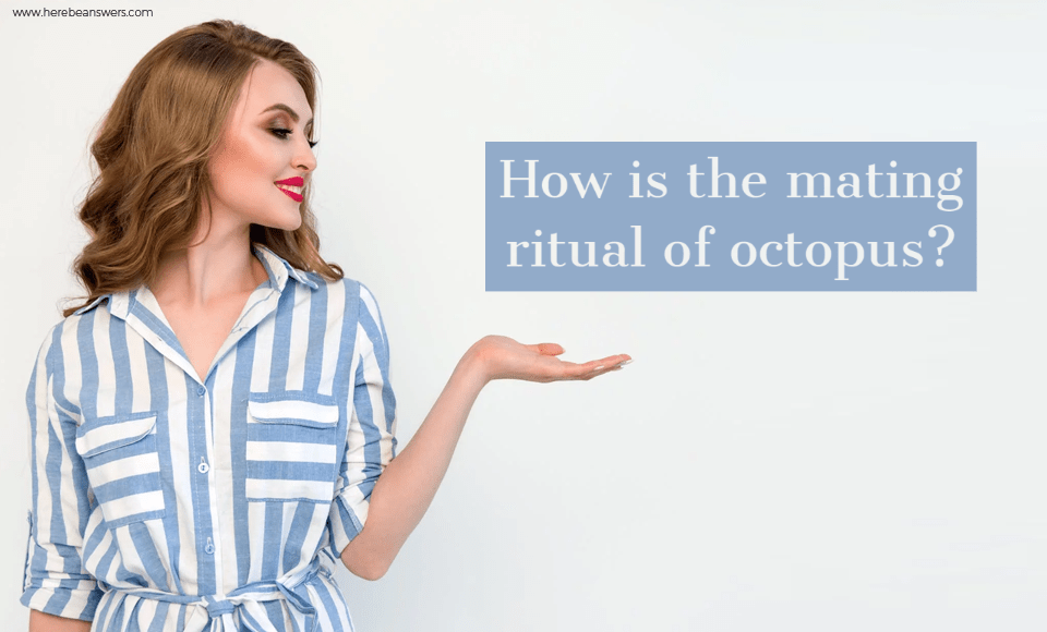 How is the mating ritual of octopus?