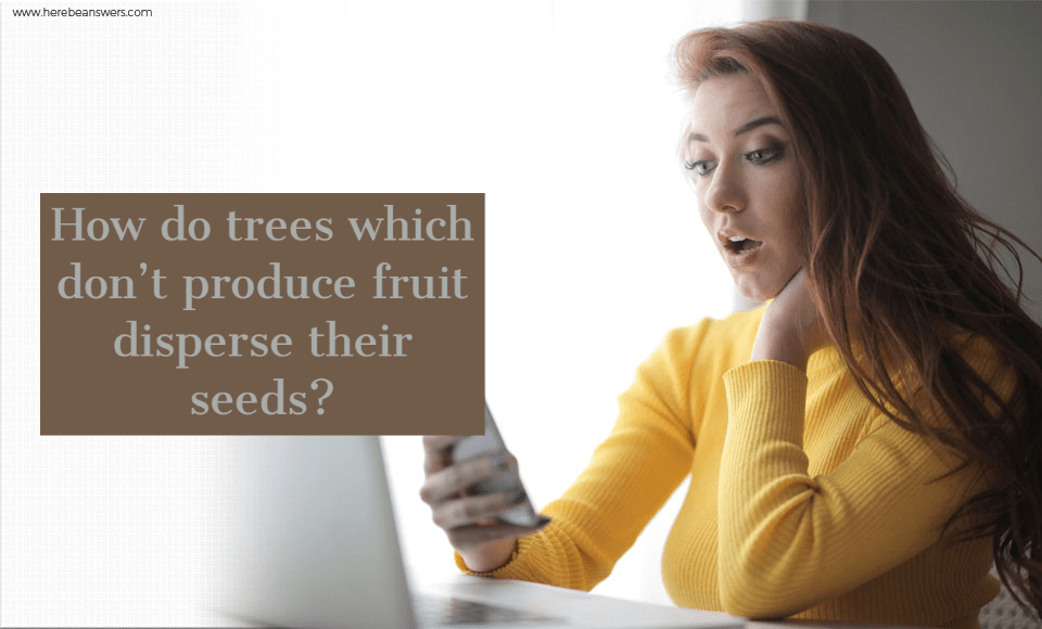 How do trees which don't produce fruit disperse their seeds