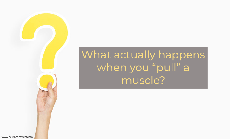 What actually happens when you pull a muscle