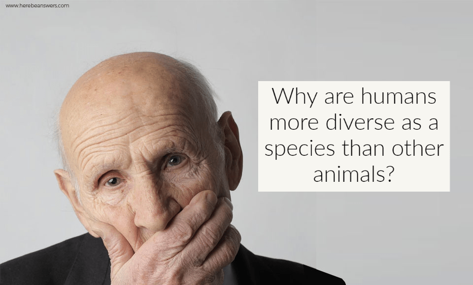 Why are humans more diverse as a species than other animals?
