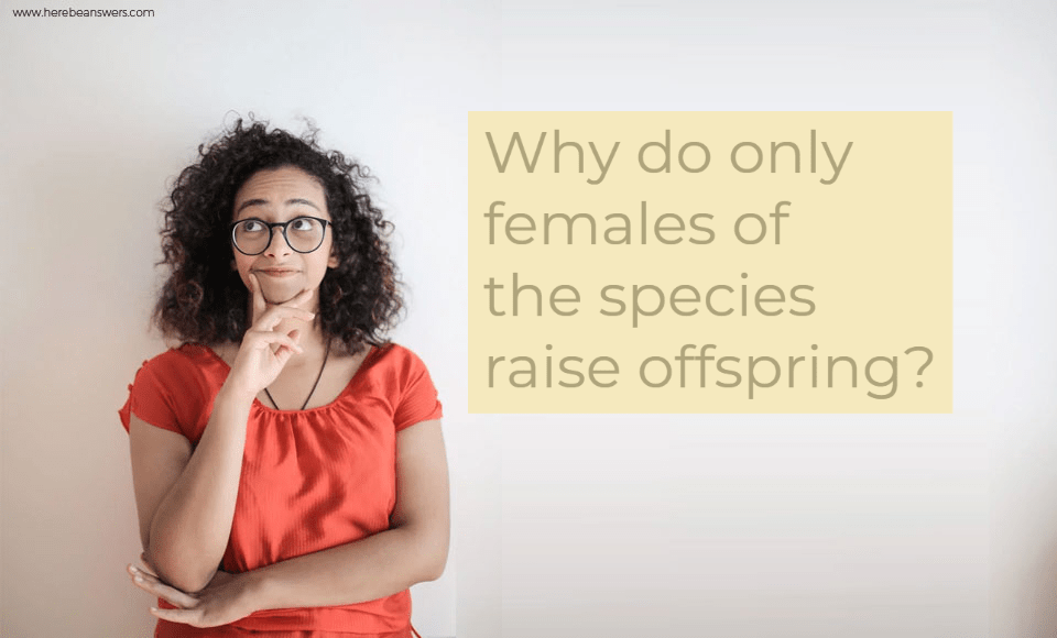 Why do only female of the species raise offspring?