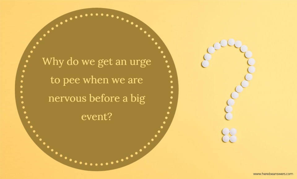 Why do we get an urge to pee when we are nervous before a big event?