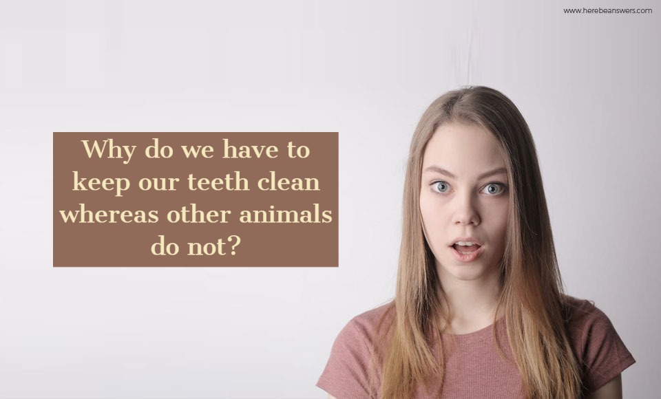 Why do we have to keep our teeth clean whereas other animals don't?
