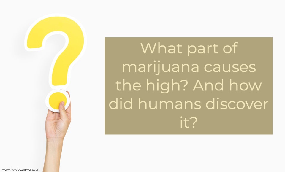 What part of marijuana causes the high? And how did humans discover it?
