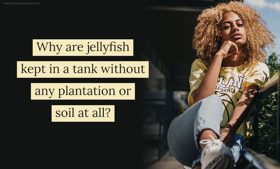 Why are jellyfish kept in a tank without any plantation or soil at all?