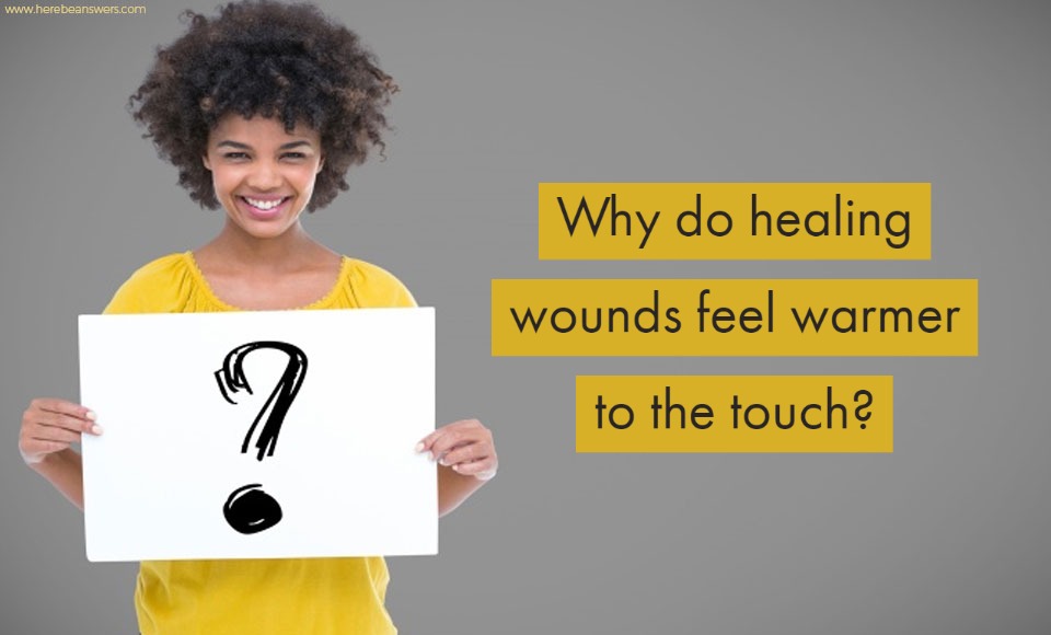 Why do healing wounds feel warmer to the touch?