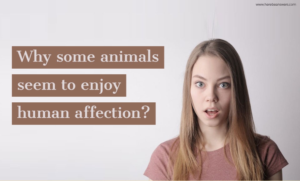 Why some animals seem to enjoy human affection