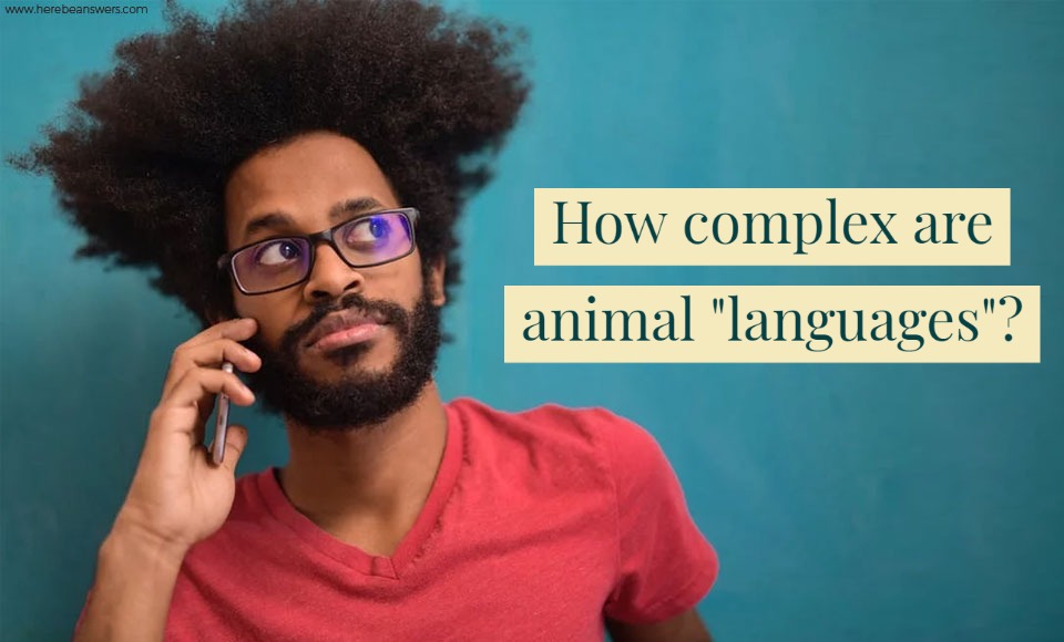 How complex are animal languages