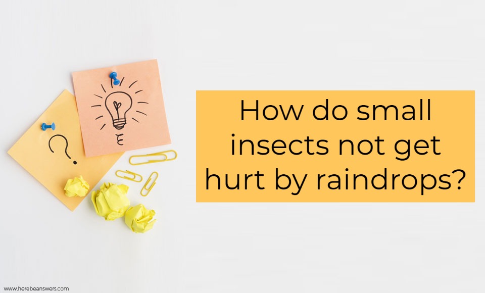 How do small insects not get hurt by raindrops