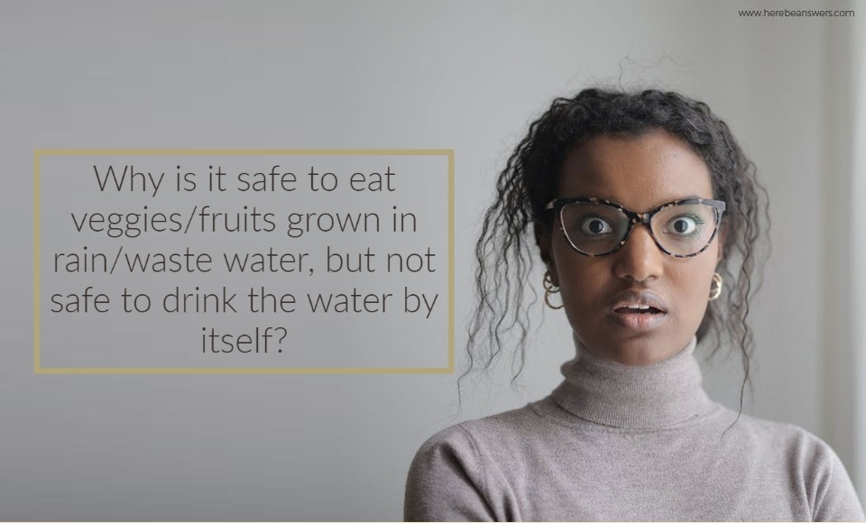 Why is it safe to eat veggies fruits grown in rain waste water but not safe to drink the water by itself