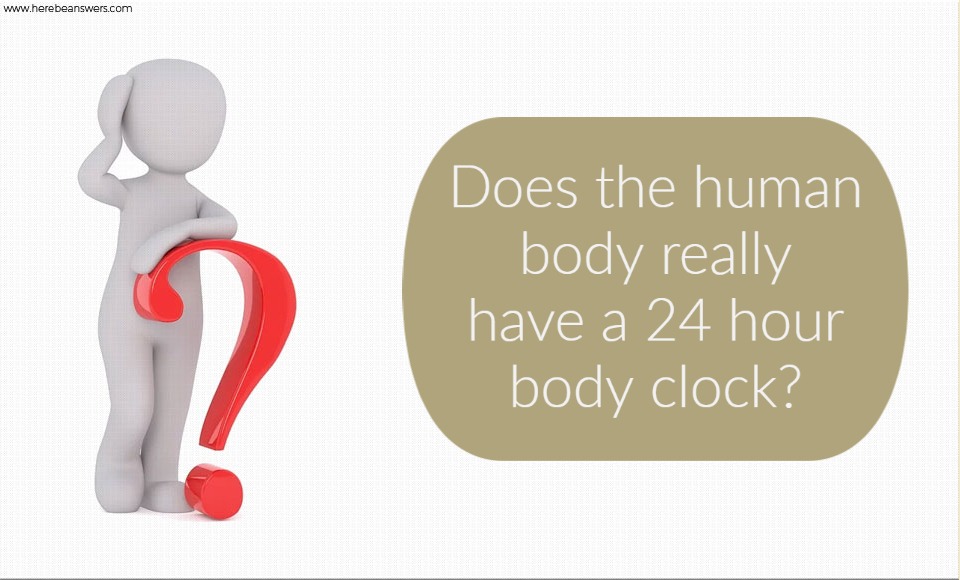 Does the human body really have a 24 hour body clock