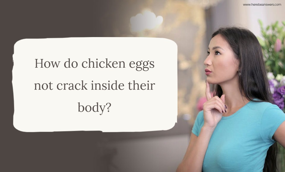 How do chicken eggs not crack inside their body